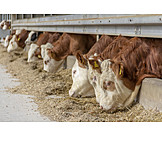   Cows, Animal Feed, Livestock