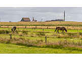   Pasture, Horse, Spiekeroog