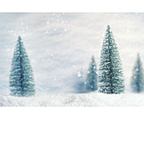   Winter, Snow, Christmas Tree