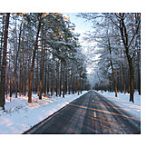   Wald, Winter, Landstraße