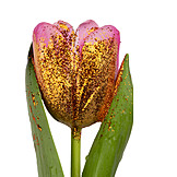   Tulpe, Blumengeschenk