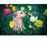   Dog, Spring, Flower Field