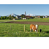   Cow, Bavaria