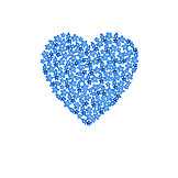   Forget-me-not, Valentine's Day