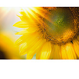   Sunflower, Sunflower Blossom