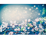   Cherry Blossom, Spring, Magical