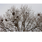   Tree, Crow, Bird's Nest