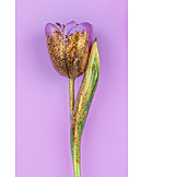   Tulpe, Vergoldet