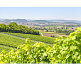   Cultural Landscape, Wine Region, Hohenlohe