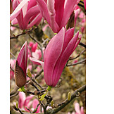   Magnolie, Magnolienblüte