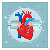   Heart, Cardiology
