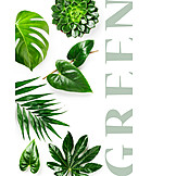   Grün, Pflanzenblatt, Green