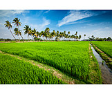   Agriculture, Paddy, Rice Cultivation