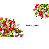   Tulpen, Tulip Flowers