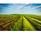   Field, Agriculture, Dirt