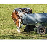   Drinking, Cow, Drinking Trough